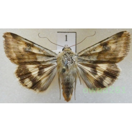 Heliothis maritima Graslin, 1855 Czech1